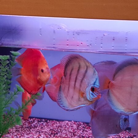 Wasseraufbereitung und Testsets in der Anlage