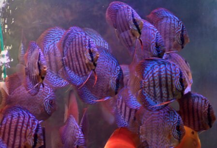 Diskus-Zuchtpaar mit Jungfischen