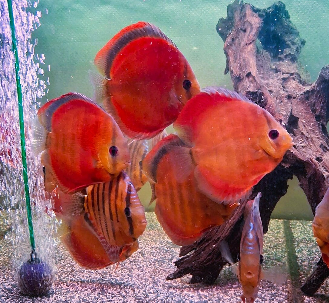 Red Turquoise Diskus